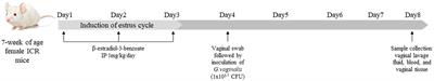 Development of the standard mouse model for human bacterial vaginosis induced by Gardnerella vaginalis